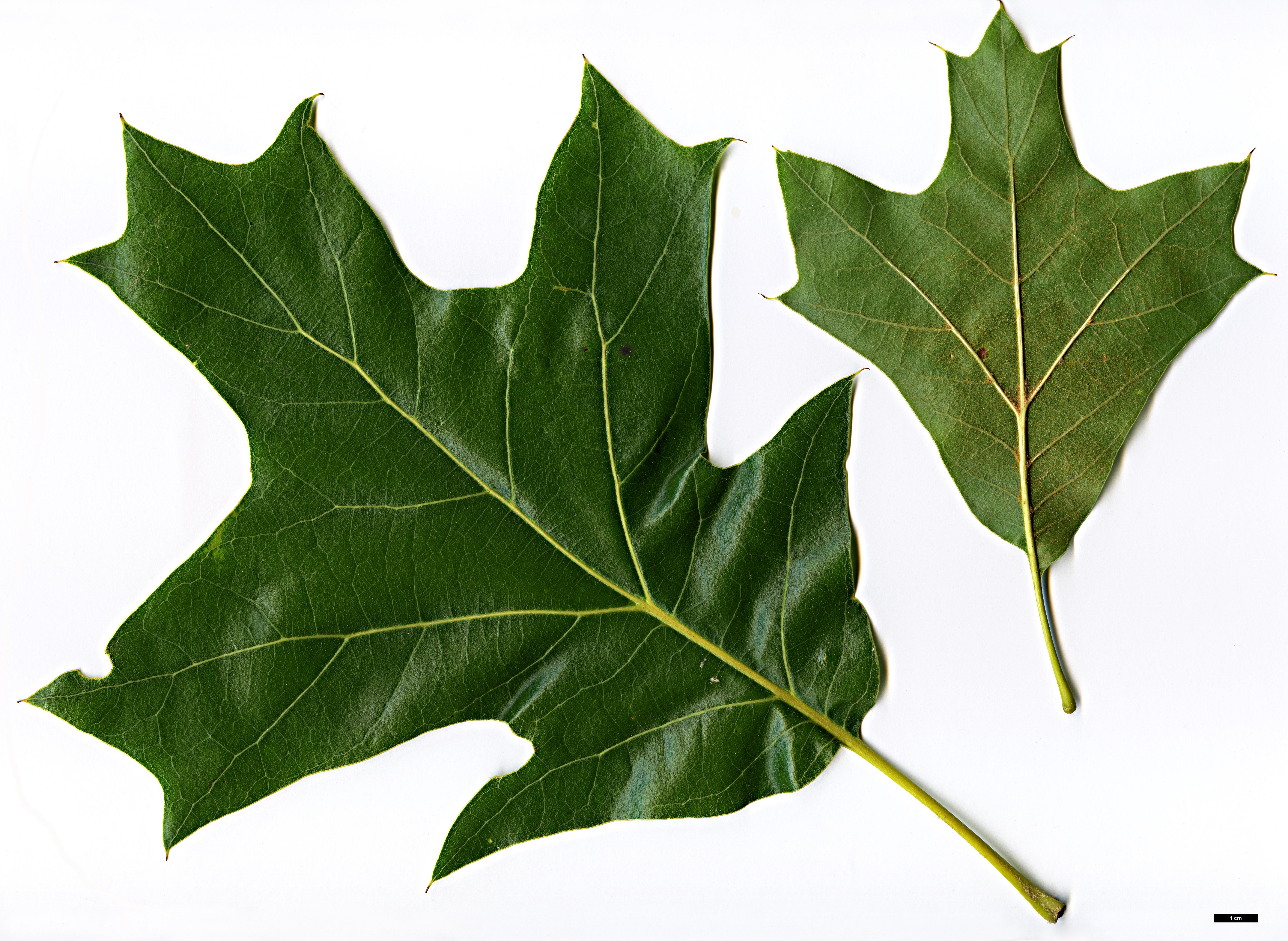 High resolution image: Family: Fagaceae - Genus: Quercus - Taxon: ×bushii (Q.marilandica × Q.velutina)